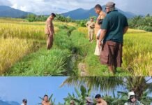 Tinjau Irigasi Ambrol di Kemumu, Kadis TPHP Bengkulu Utara Minta Penanganan Segera Demi Swasembada Pangan