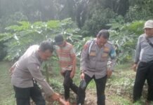 Saat Sawit Anjlok, Petani Pepaya Justru Diteror OTK